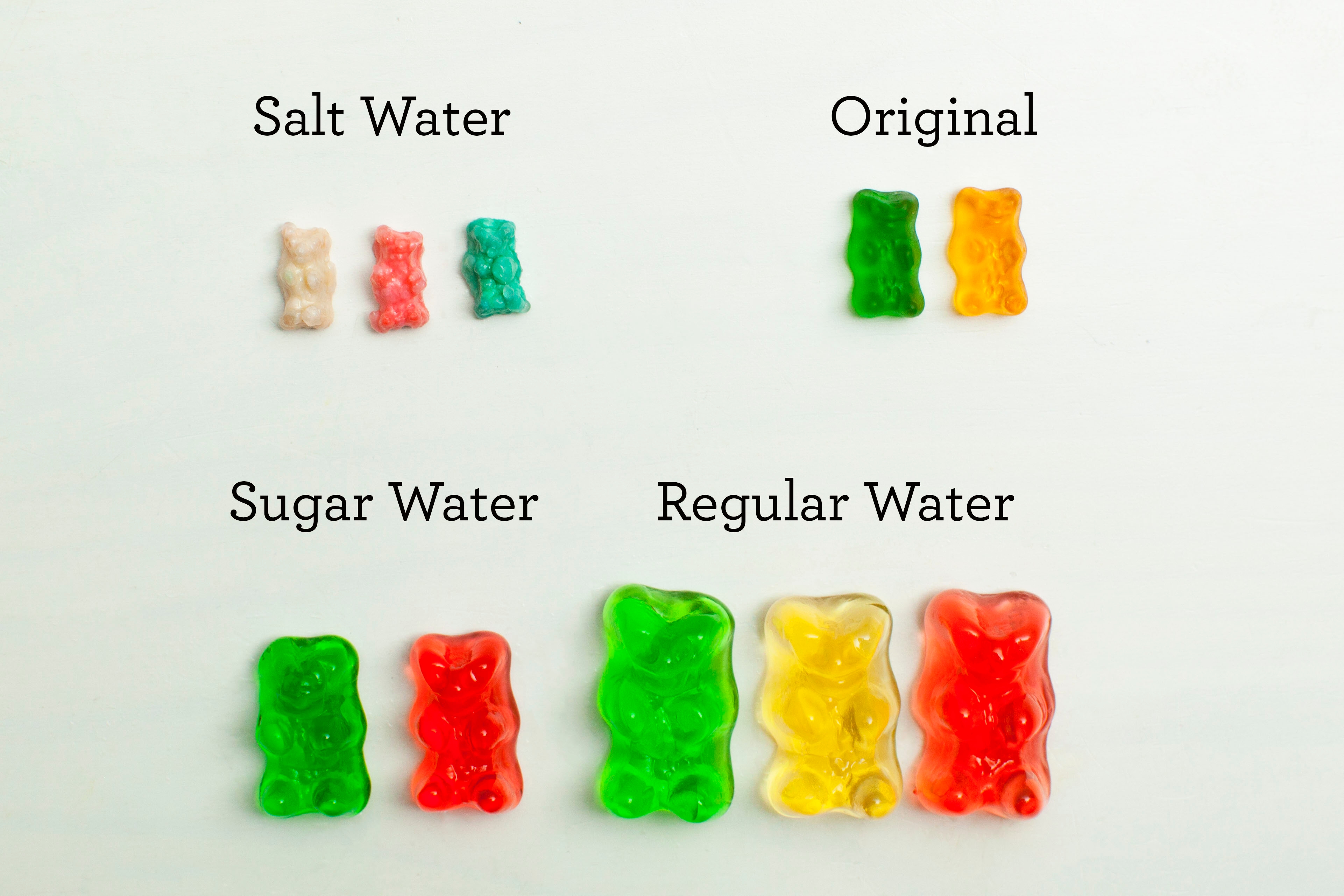 Gummy Bear Science Project DIY for Beginners KiwiCo