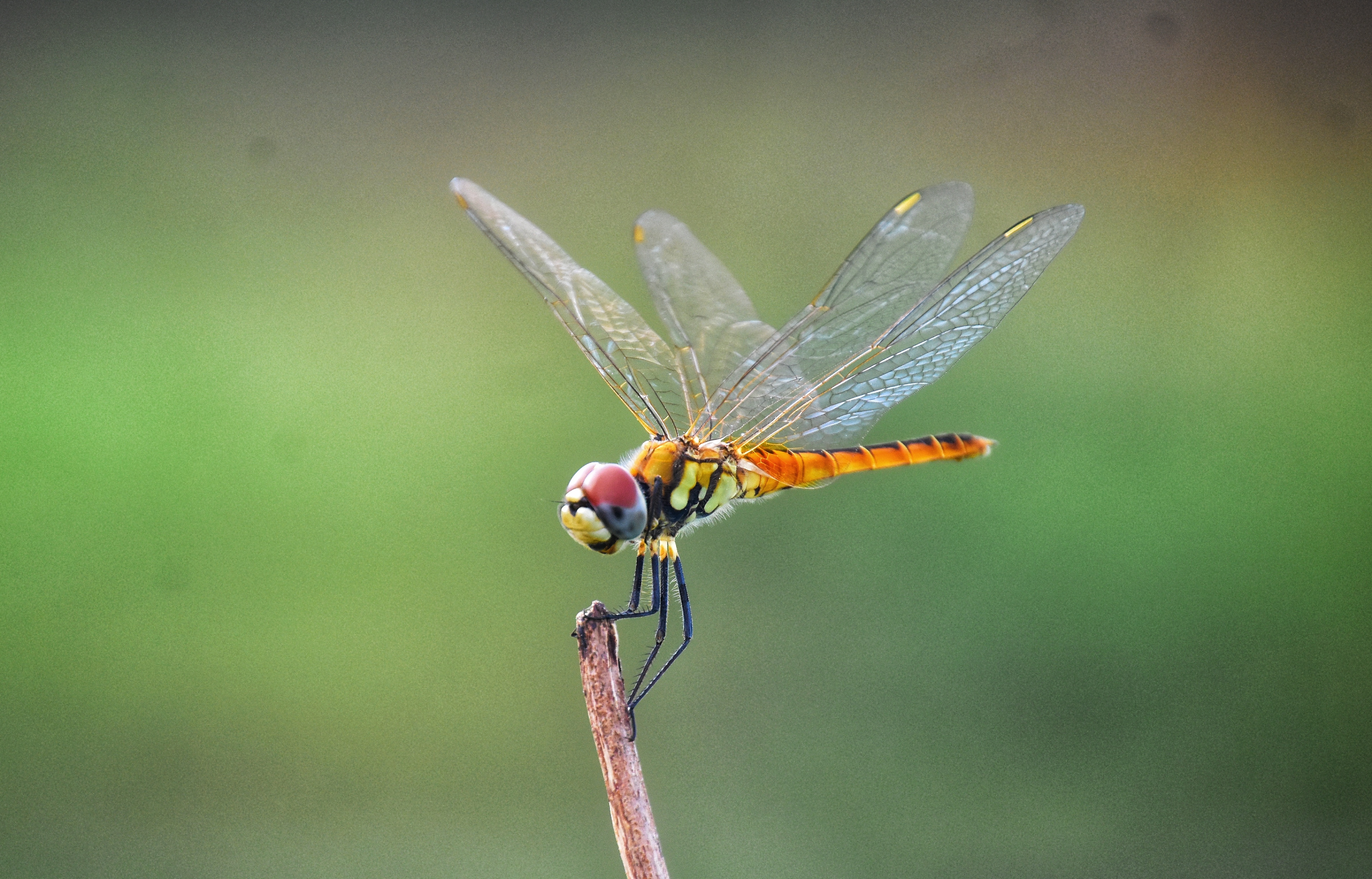 AdobeStock_342093896.jpeg