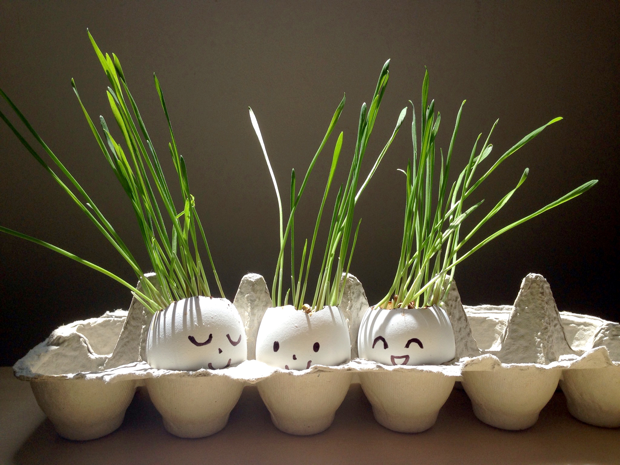 growing grass in an eggshell — pleasure in simple things