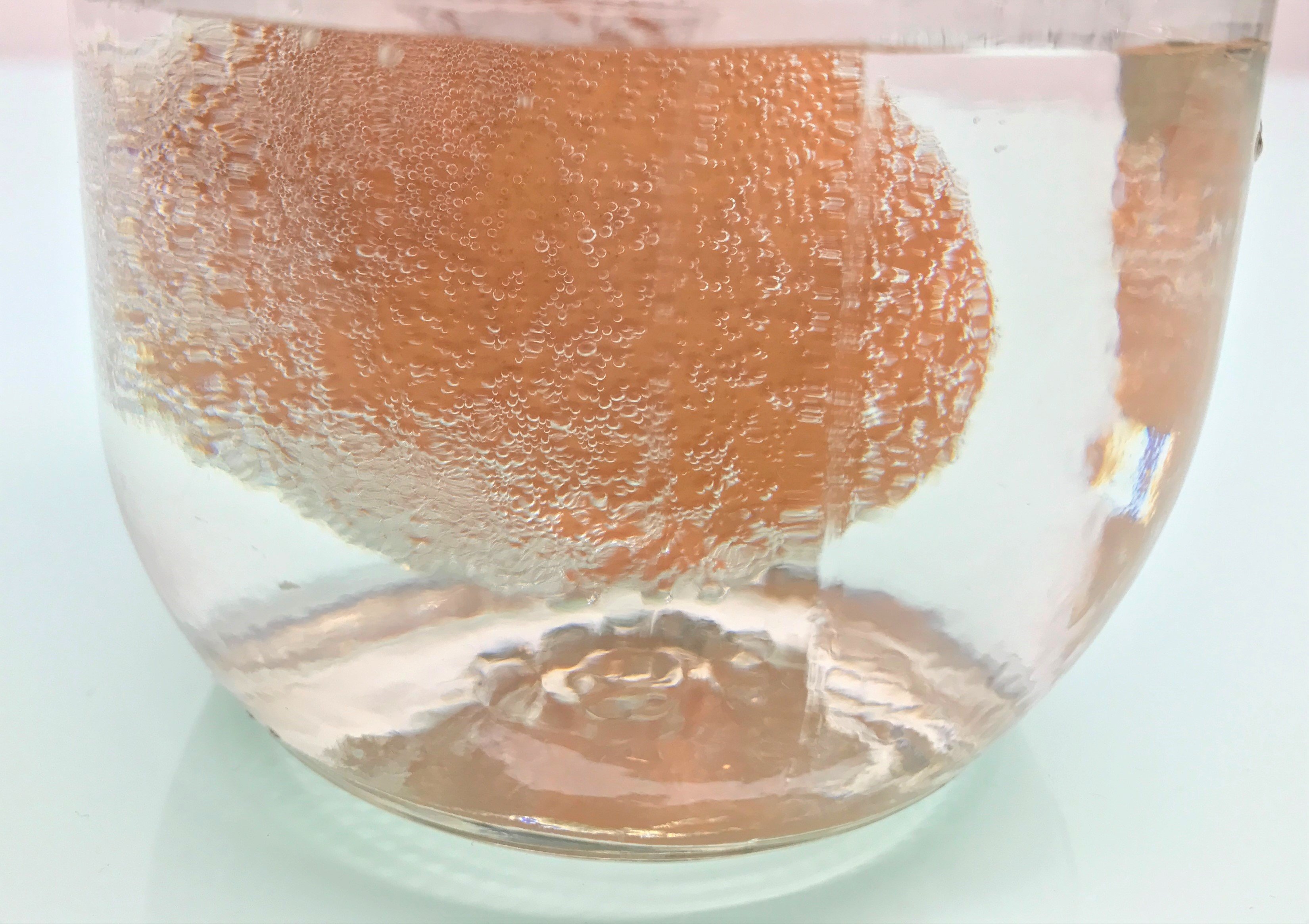 Egg In Vinegar Experiment DIY For Beginners KiwiCo