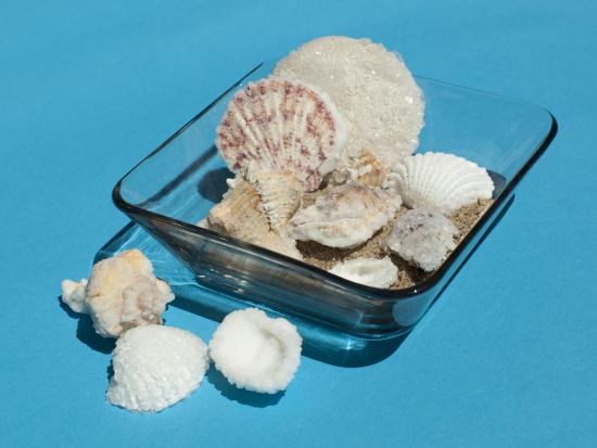 10 Seashell Crafts For A Creative Beach Day