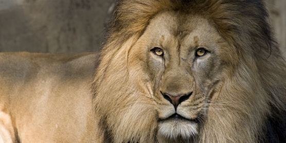 africanlion-005.jpg